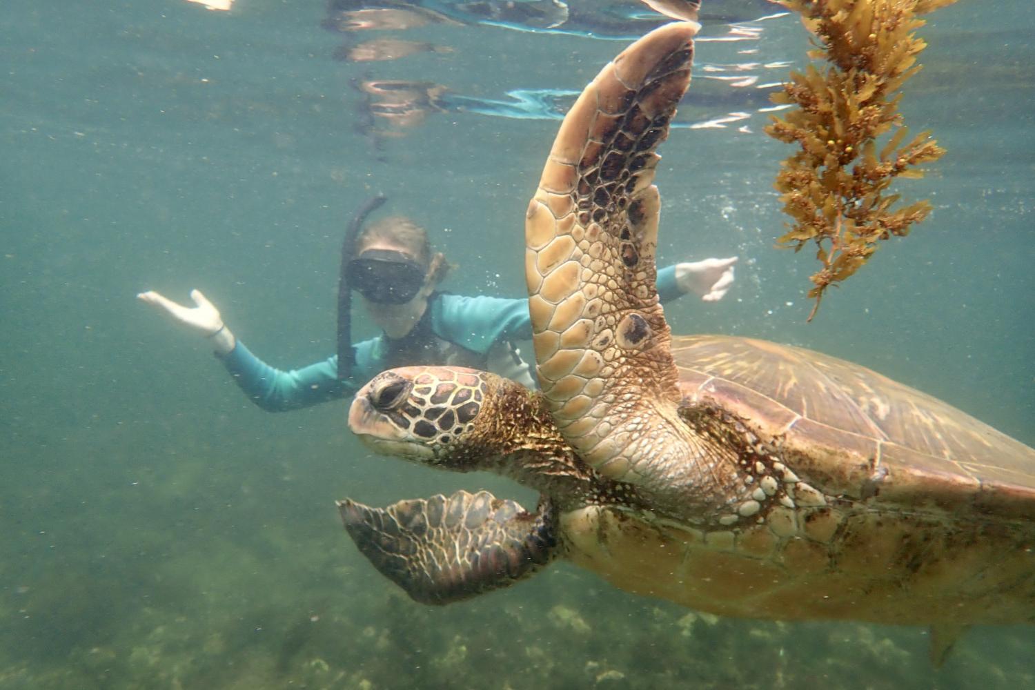 一名<a href='http://9vn6.qfyx100.com'>博彩网址大全</a>学生在Galápagos群岛游学途中与一只巨龟游泳.
